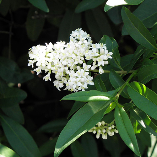 Бирючина Ligustrum vulgare (тип горшка с3)