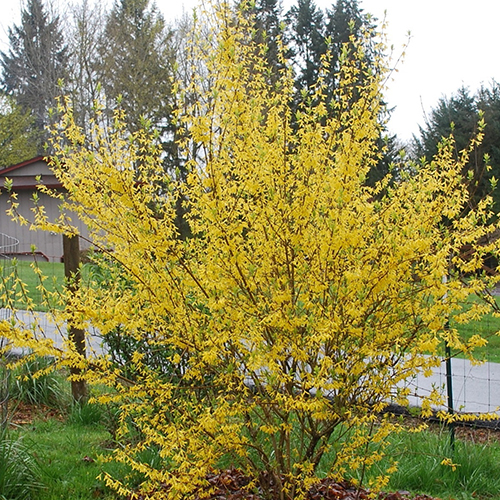 Форзиция Forsythia intermedia (тип горшка с3)