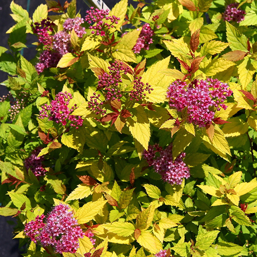 Спирея Spiraea japonica Merlo Star (тип горшка с2)