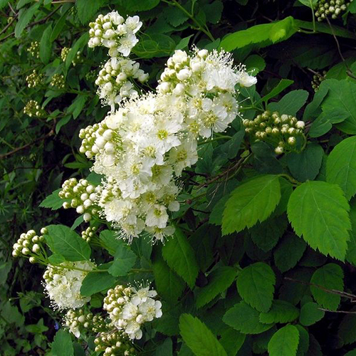 Спирея Spiraea chamaedryfolia (тип горшка с2)