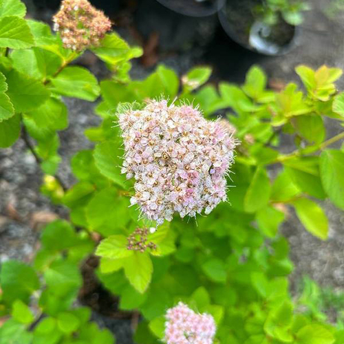 Спирея Spiraea densiflora (тип горшка с2)