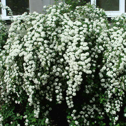 Спирея Spiraea Vanhouttei (тип горшка с3)