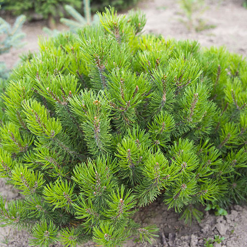 Сосна Pinus mugo Mughus (тип горшка с5)