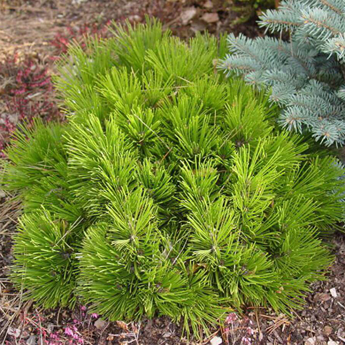 Сосна белокорая Pinus heldreichii Compact Gem (тип горшка с7,5)