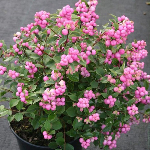Снежноягодник Symphoricarpos doorenbosii Magic Berry (тип горшка с3)