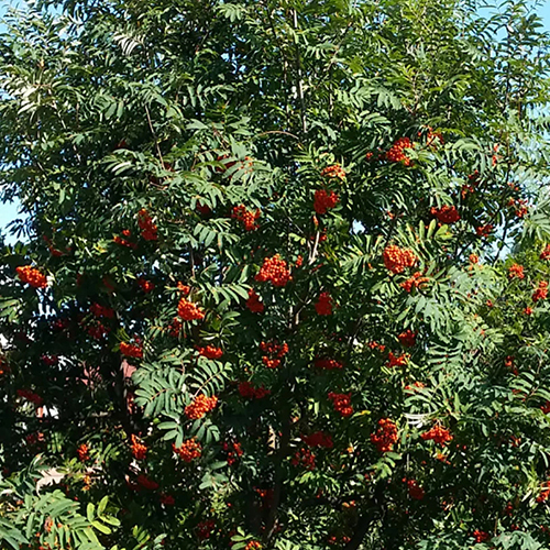 Рябина Sorbus aucuparia Nevezhinskaya (тип горшка с5)