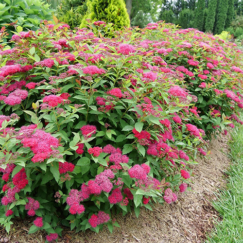 Спирея Spiraea japonica Double Play Red (тип горшка с2)