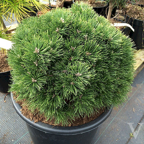 Сосна Pinus mugo Allgäu (тип горшка с5)