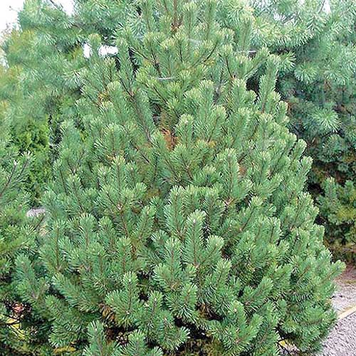 Сосна Pinus peuce (тип горшка с2)