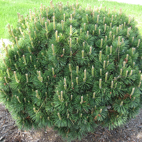 Сосна Pinus mugo Gnom (тип горшка с5)