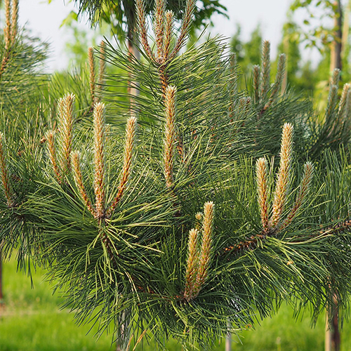 Сосна Pinus nigra nigra (тип горшка с2)
