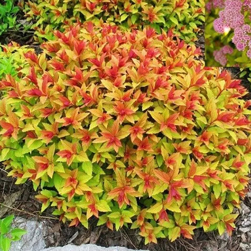 Спирея Spiraea japonica Golden Carpet (тип горшка с2)