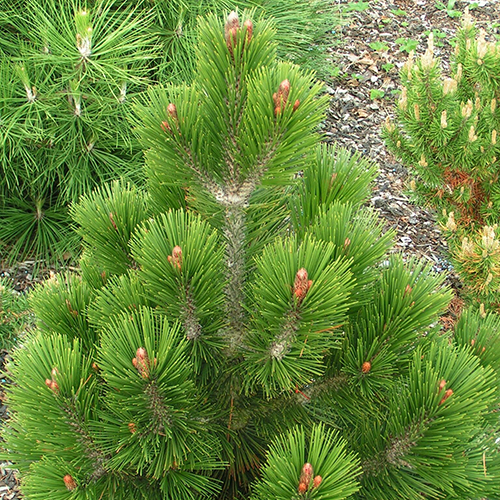 Сосна белокорая Pinus heldreichii Karmel (тип горшка с7,5)