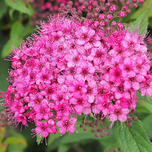 Спирея Spiraea japonica Anthony Waterer (тип горшка с2)