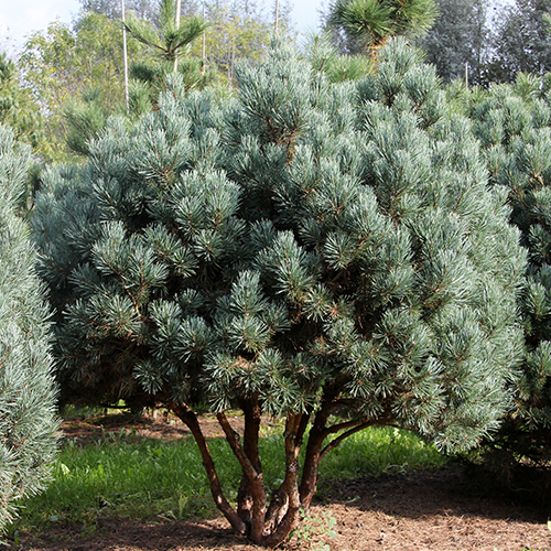 Сосна Pinus sylvestris Watereri (тип горшка с5)