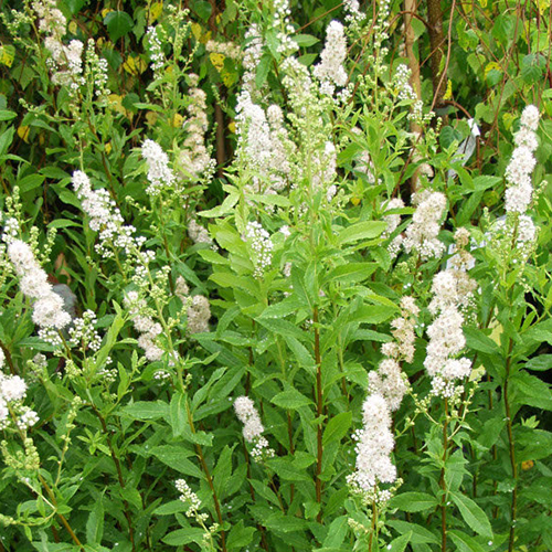 Спирея Spiraea alba Allikko (тип горшка с2)