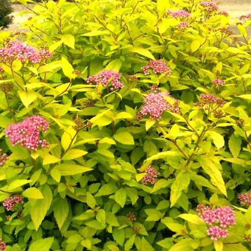 Спирея   Spiraea japonica Goldmound (Тип горшка c2)