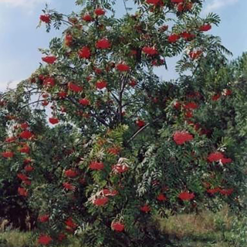 Рябина  Sorbus aucuparia Rubinovaja (Тип горшка с5)