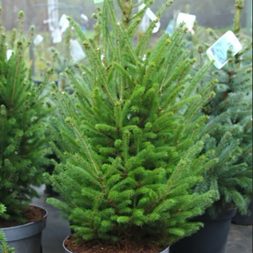 Ель   Picea glauca  Super Green (Тип горшка c5)