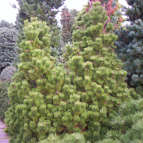 Сосна   Pinus mugo Mumpitz (Тип горшка c5)