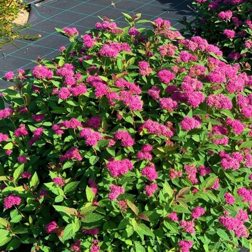 Спирея   Spiraea japonica Double Play Artist (Тип горшка c2)