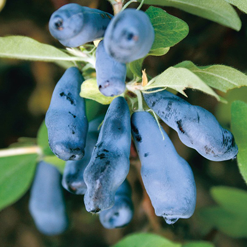 Жимолость съедобная 1 ветка  Lonicera caerulea Morena (Тип горшка c2)