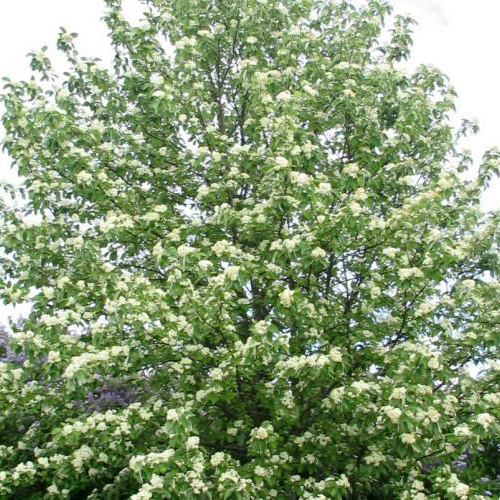 Рябина  Sorbus aria Magnifica (Тип горшка с5)