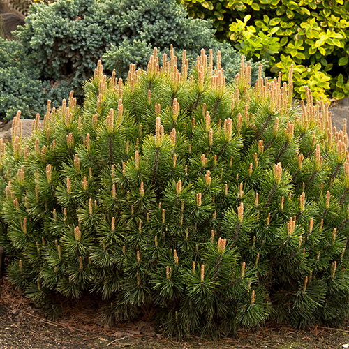 Сосна   Pinus mugo pumilio (Тип горшка c2)