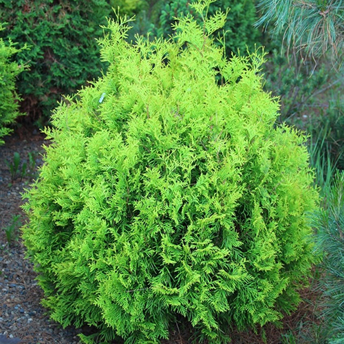 Туя западная   Thuja occ. Miky (Тип горшка c7,5)