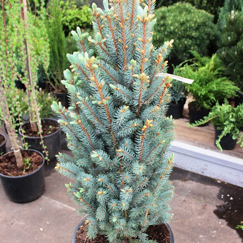 Ель   Picea pungens Iseli Fastigiate (Тип горшка c5)