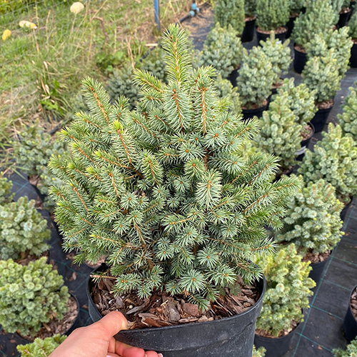 Ель   Picea sitchensis 'Midget' (Тип горшка c5)