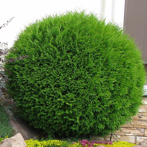 Туя западная   Thuja occ. Globosa Compacta (Тип горшка c3)