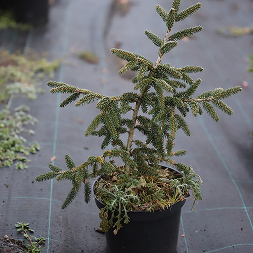 Ель   Picea orientalis Aureospicata (Тип горшка c7,5)