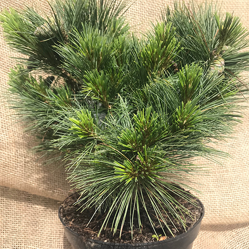 Сосна веймутова   Pinus strobus Reinshaus (Тип горшка c7,5)