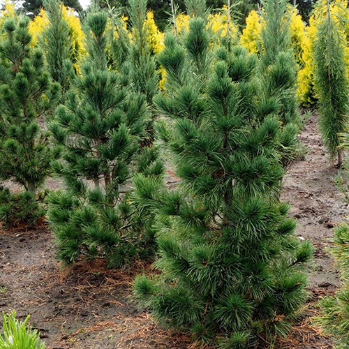 Сосна   Pinus cembra   (Тип горшка c2)