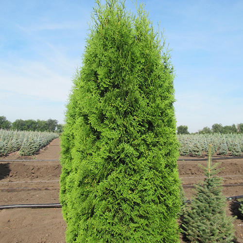 Туя западная  Thuja occ. Latvia (тип горшка  с3)