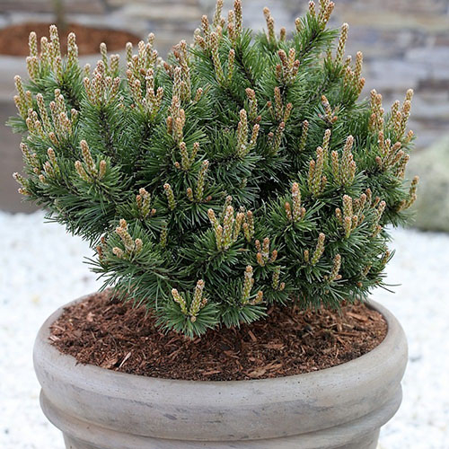 Сосна   Pinus mugo Klostergrun (Тип горшка c5)