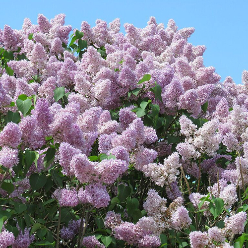 Сирень   Syringa josikaea (Тип горшка с5)