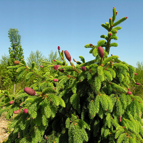 Ель   Picea abies Acrocona (Тип горшка c5)