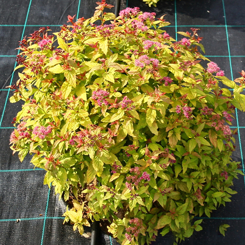 Спирея   Spiraea japonica Hubert Gold (Тип горшка c2)