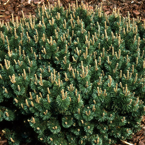 Сосна   Pinus mugo Humpy (Тип горшка c5)