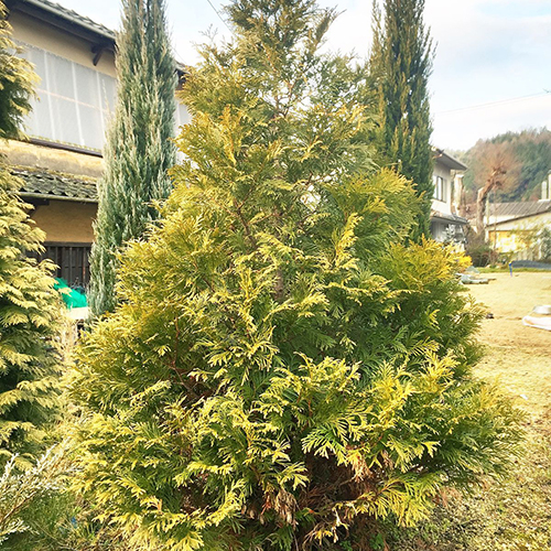 Туя западная   Thuja occ. Stolwijk (Тип горшка c3)