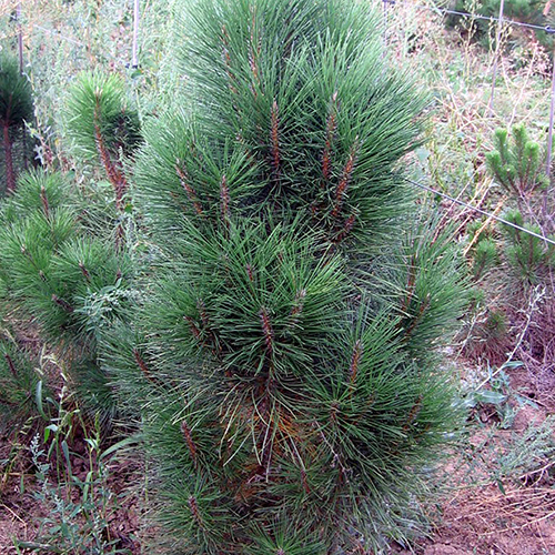Сосна   Pinus nigra Pyramidalis (Тип горшка c2)