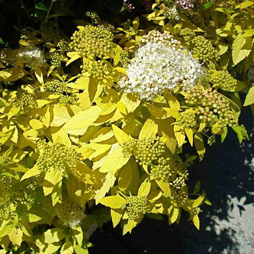 Спирея   Spiraea japonica White Gold (Тип горшка c2)