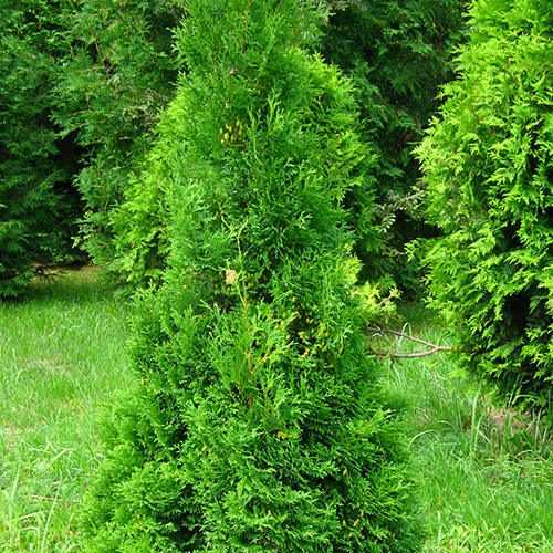 Туя западная   Thuja occ. Holmrstrup (Тип горшка c3)