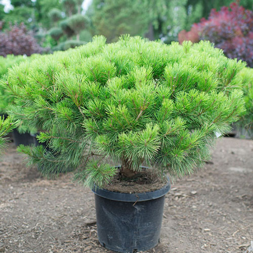 Сосна густоцветковая   Pinus dens. Tamoyosho Compacta (Тип горшка c7,5)