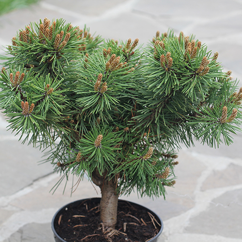 Сосна крючковатая   Pinus uncinata Paradekissen (Тип горшка c7,5)