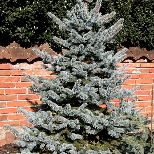 Ель   Picea pungens Oldenburg (Тип горшка c5)