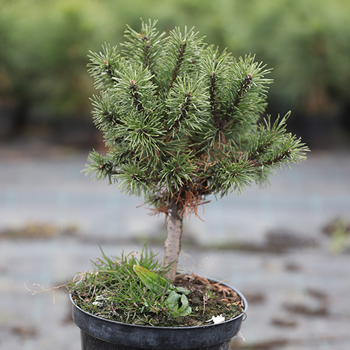 Сосна крючковатая   Pinus uncinata Horni Hazle (Тип горшка c7,5)