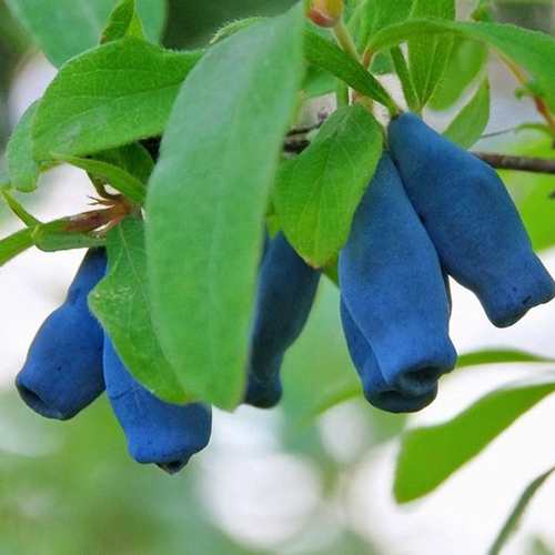 Жимолость съедобная 1 ветка  Lonicera caerulea Tungus (Тип горшка c2)